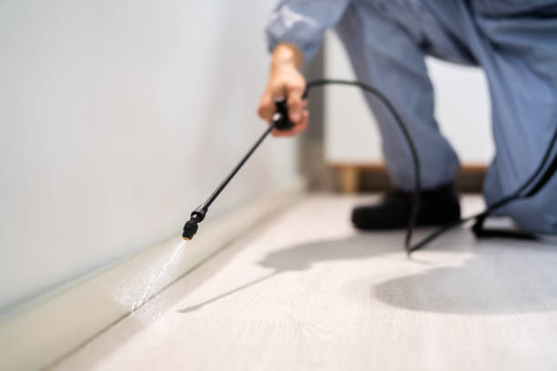 Licensed Ant Control service in La Habra, CA - Nex Pest Control